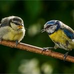 Am „Schürzenband“ der Mutter