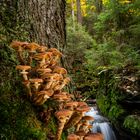 Am Schussbach im Bayerischen Wald