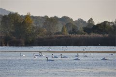 am SCHWANEN - SEE