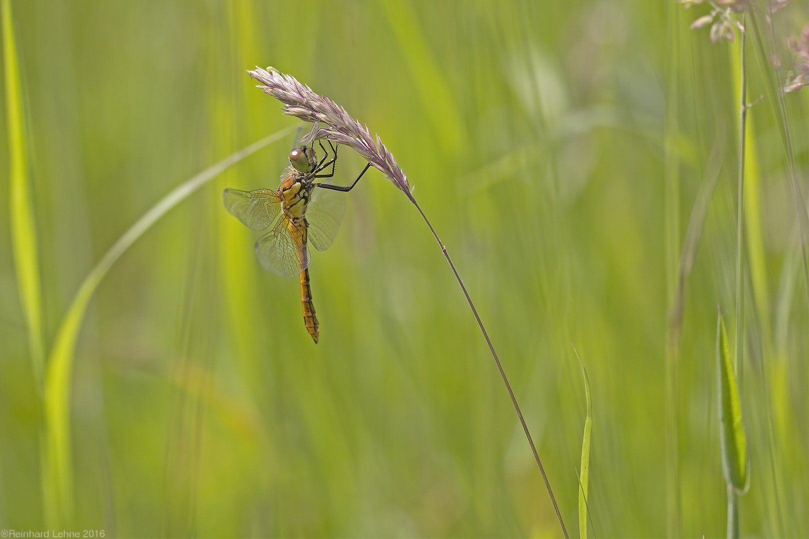 Am schwankenden Halm