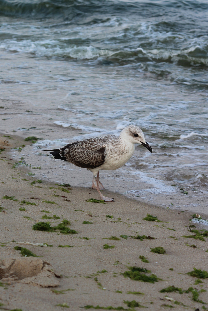 Am Schwarzen Meer :)