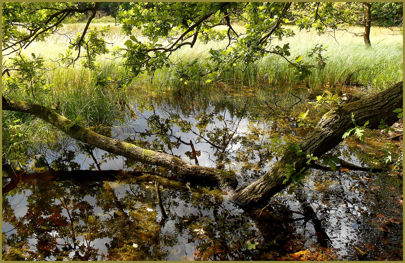 Am Schwarzen Moor