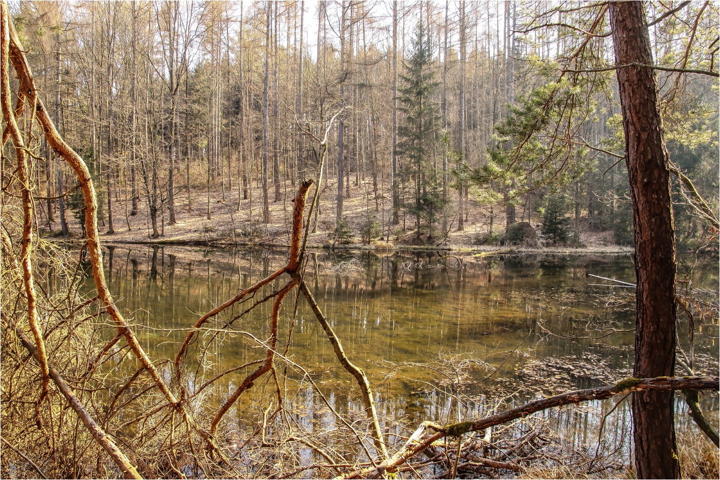 Am Schwarzen Teich Foto & Bild wald, bäume, frühling Bilder auf