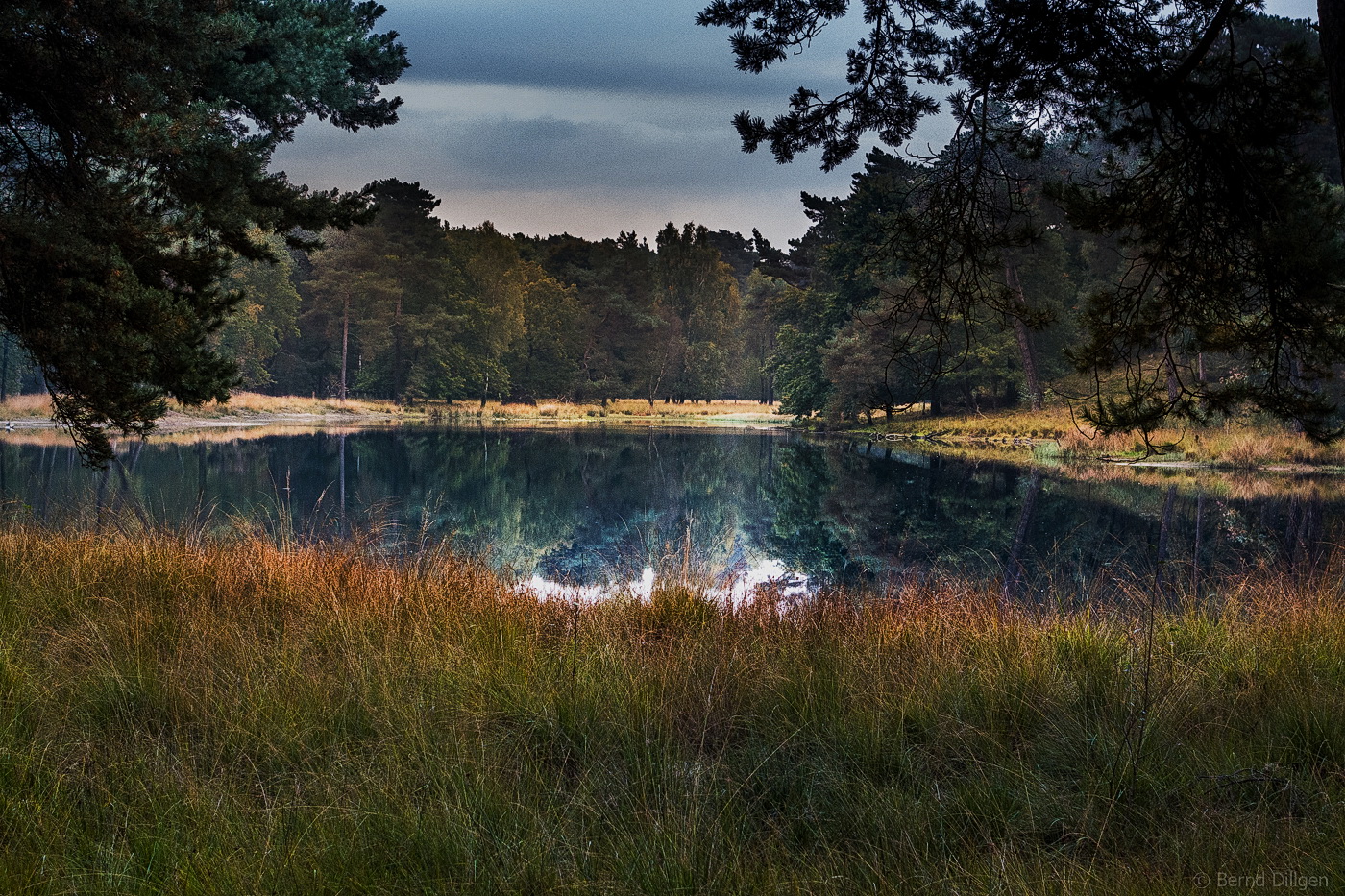 Am Schwarzen Wasser (Diersfordter Wald)