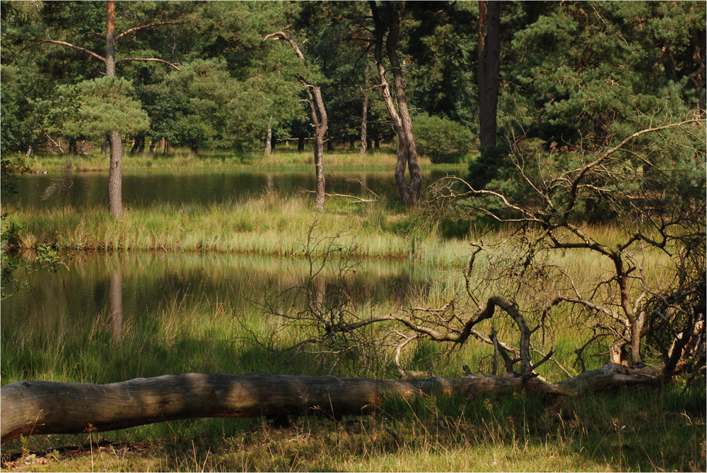 Am schwarzen Wasser II