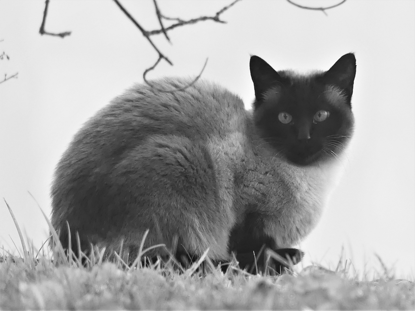 Am schwarzweißen Freitag - Siamkatze