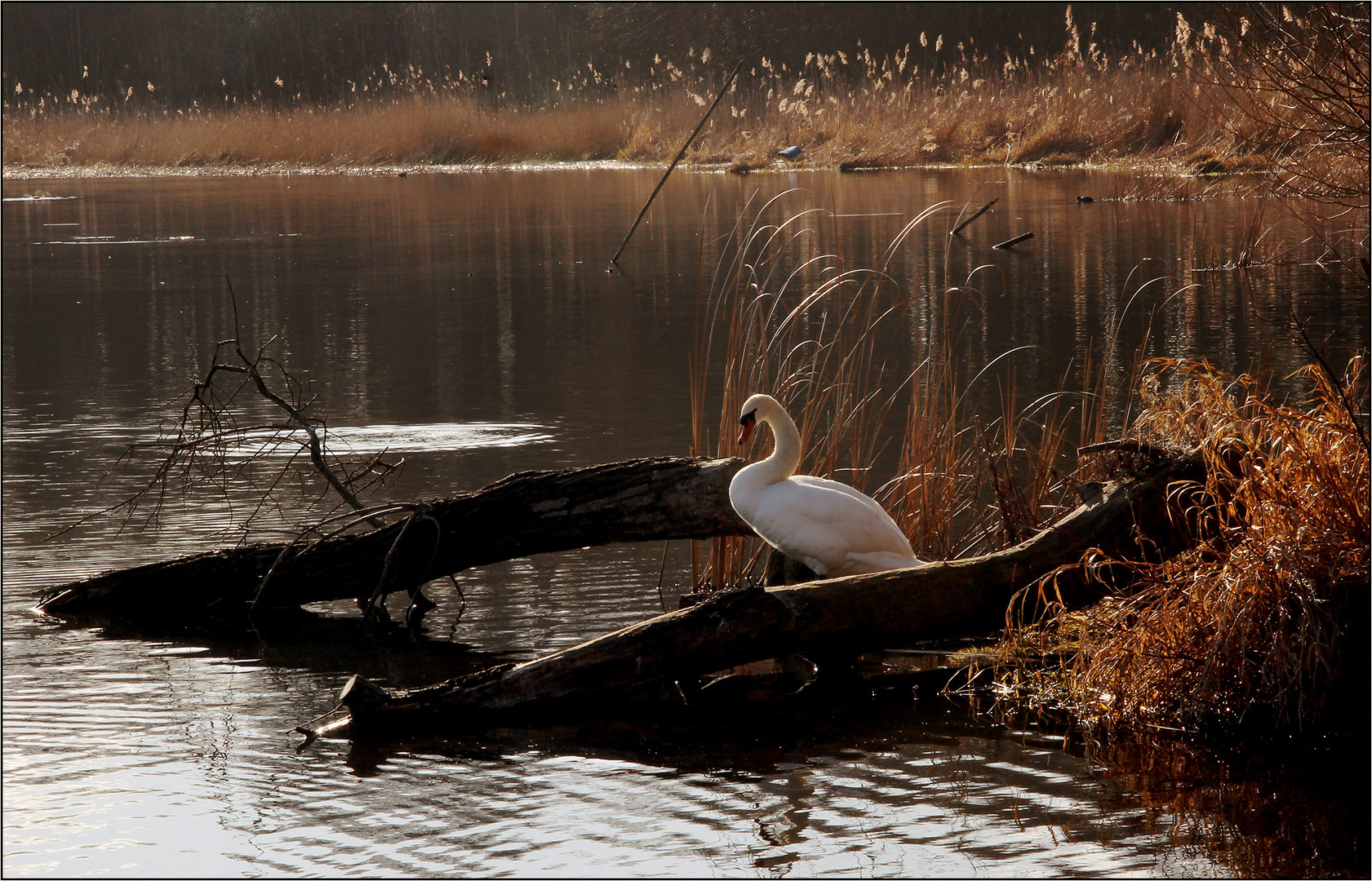 Am Schwielowsee ...