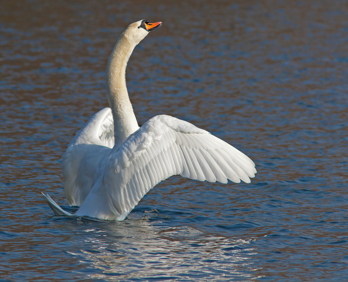 am see