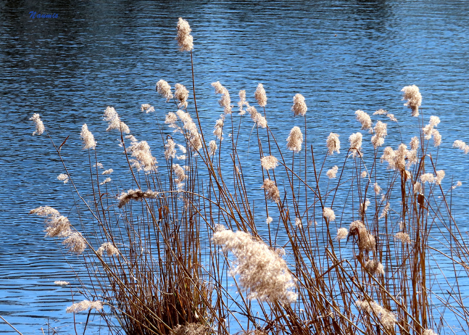 am See