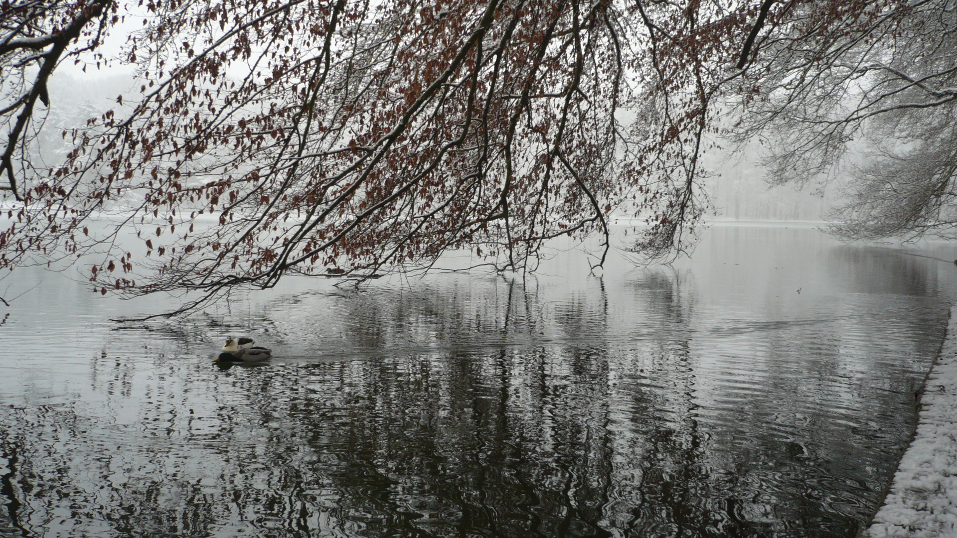 am see