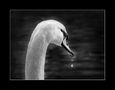 Am See ... von Sonja Witter