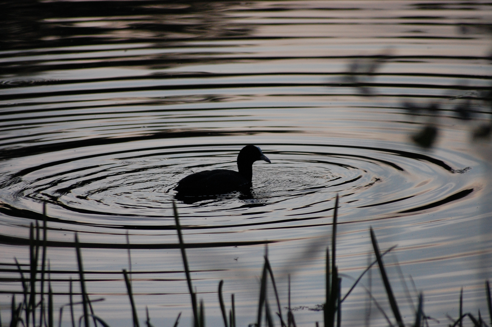 am See 2