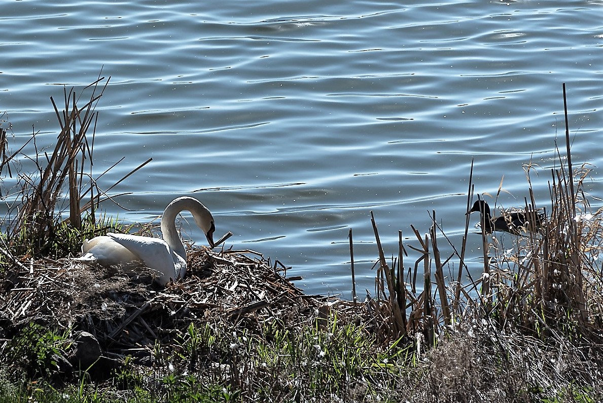 Am See