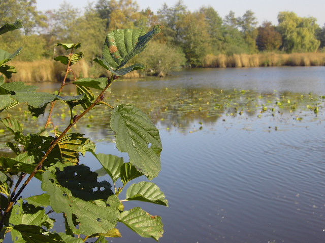 am see