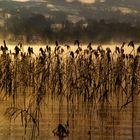 Am See