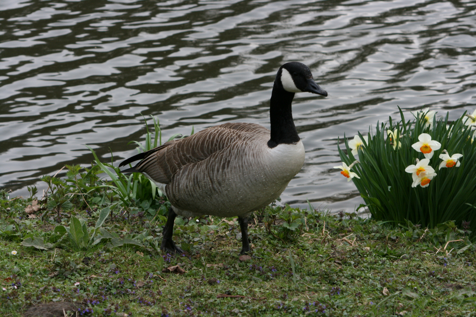 Am See