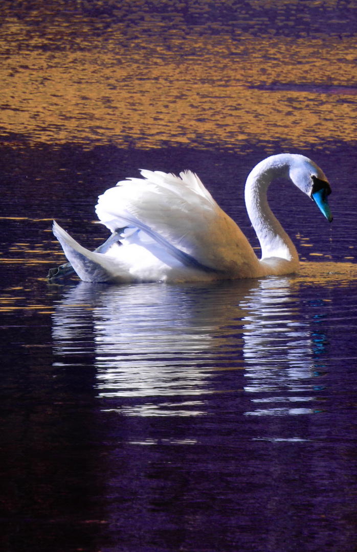 Am See