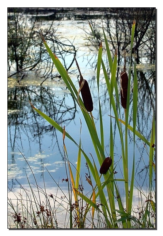 Am See