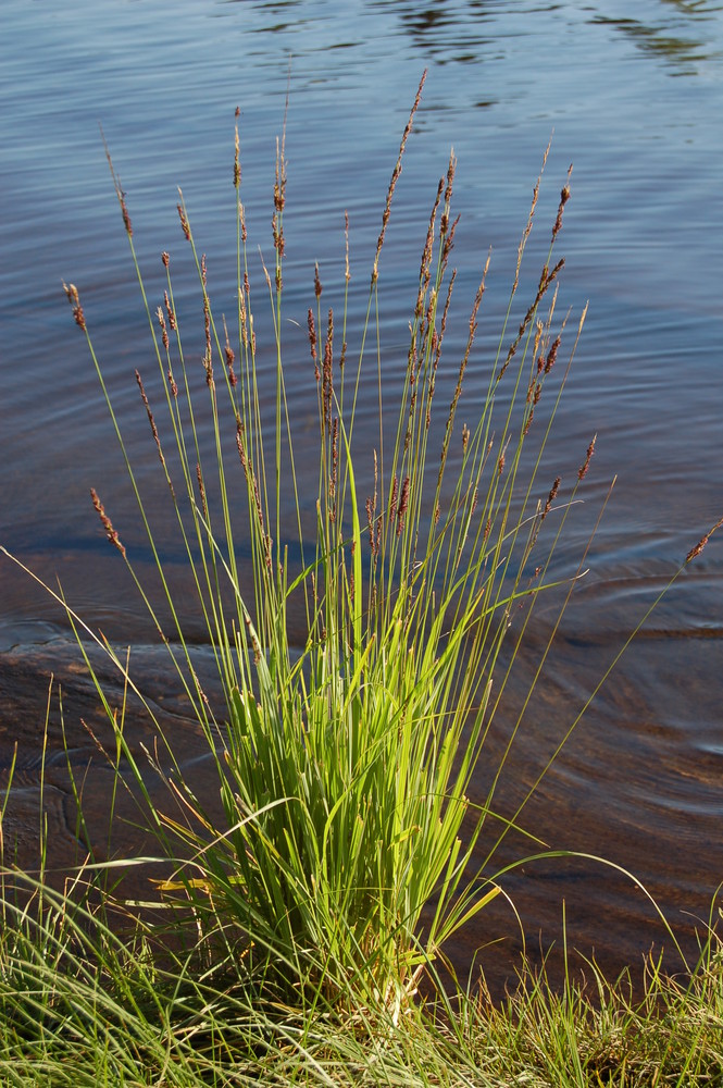 am See