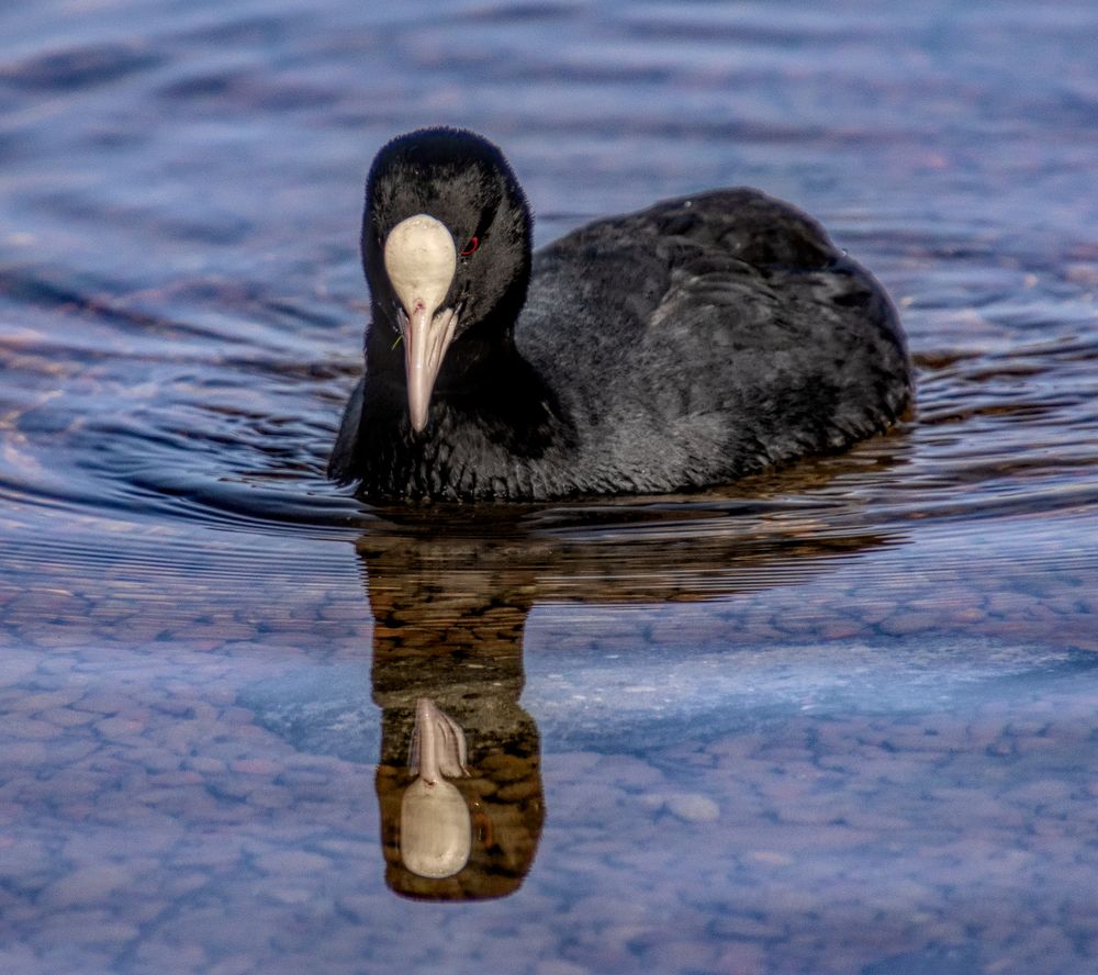 Am See - Blässhuhn mit Spiegelung