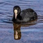 Am See - Blässhuhn mit Spiegelung