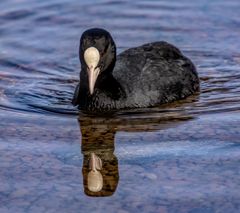 Am See - Blässhuhn mit Spiegelung