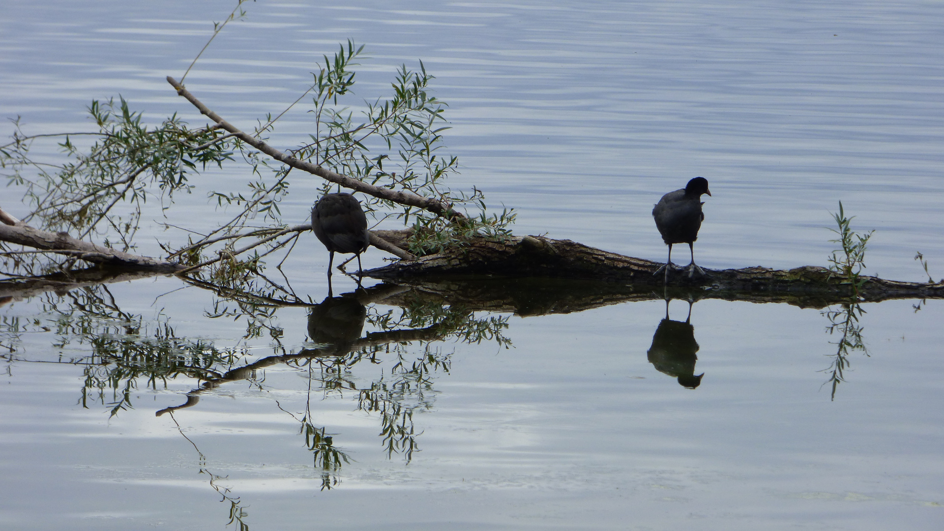 am See