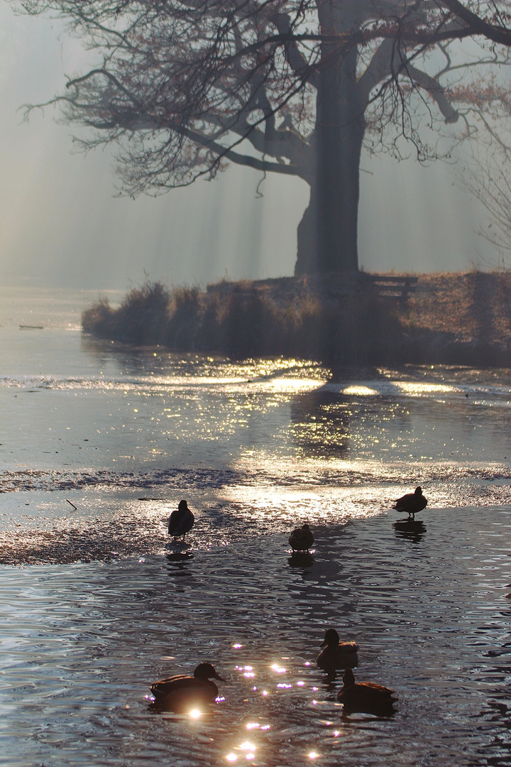 am See 