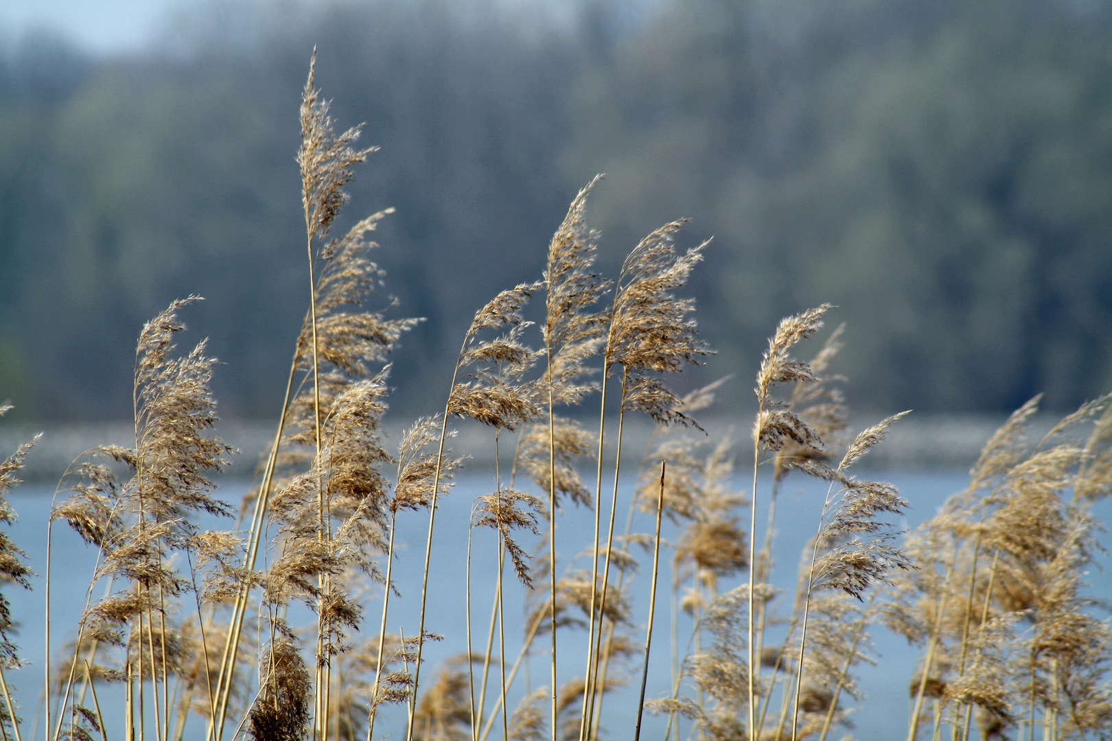 ... am See