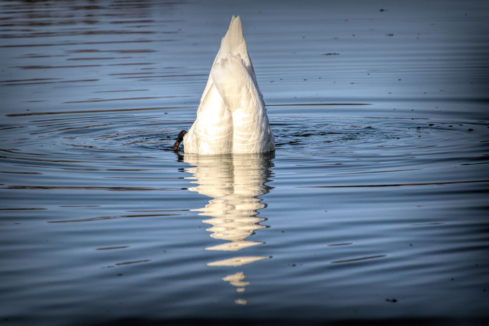 Am See -   Eisberg ?