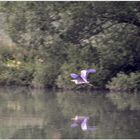 Am See, Fischreiher (en el lago, garza)