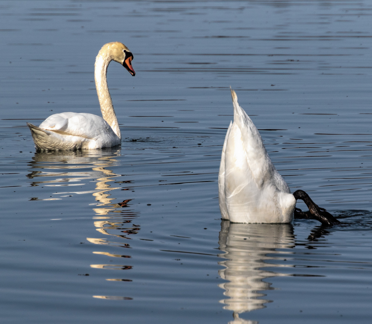 Am See -   Hey Mann! Hast du dein Handy verloren?