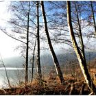 Am See  im winterlichen Licht 