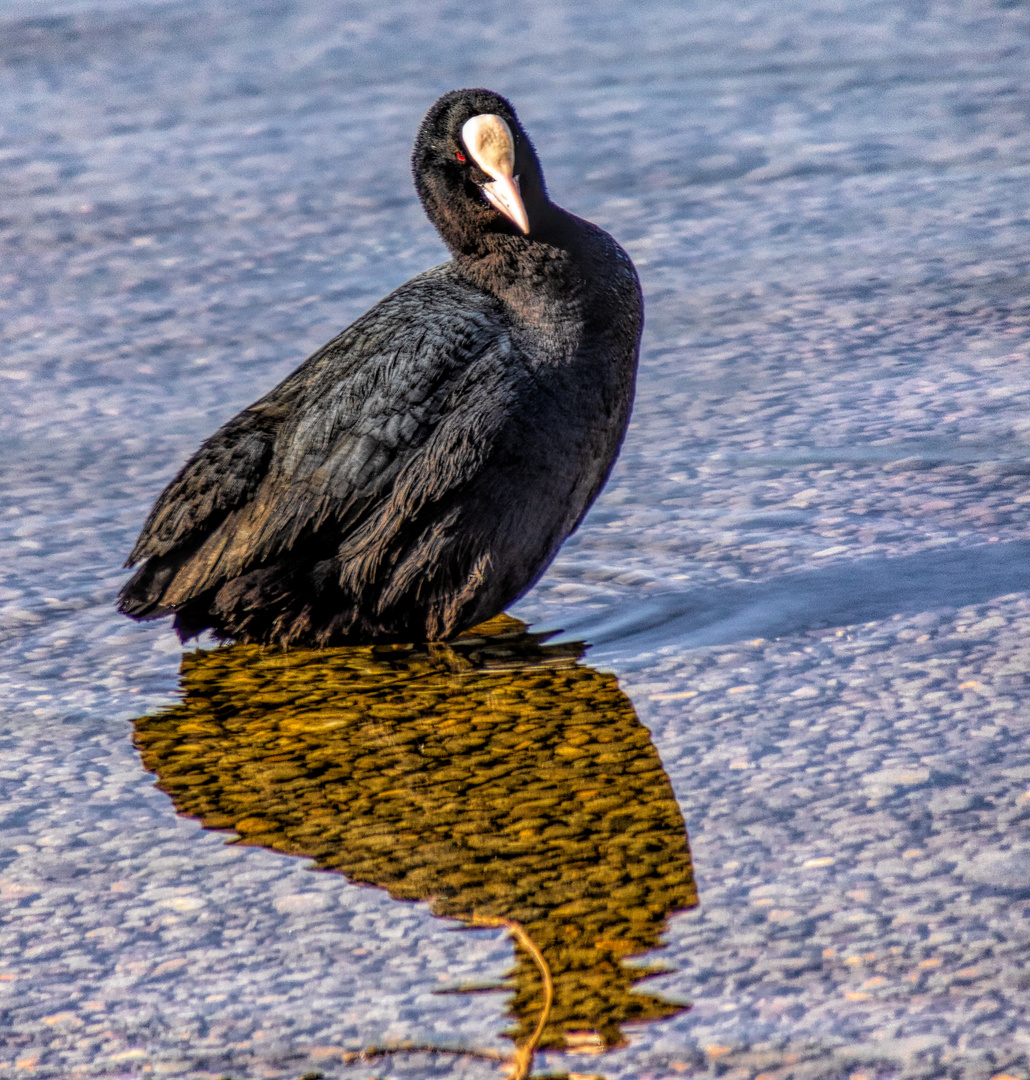 Am See - Komischer Schatten! Bin ich  doch eine Krähe?