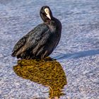 Am See - Komischer Schatten! Bin ich  doch eine Krähe?