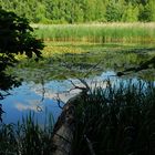 Am See Lezczok in Polen