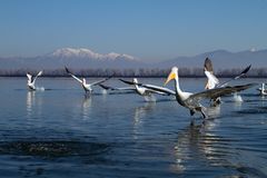 Am See von Kerkini (Krauskopfpelikane)