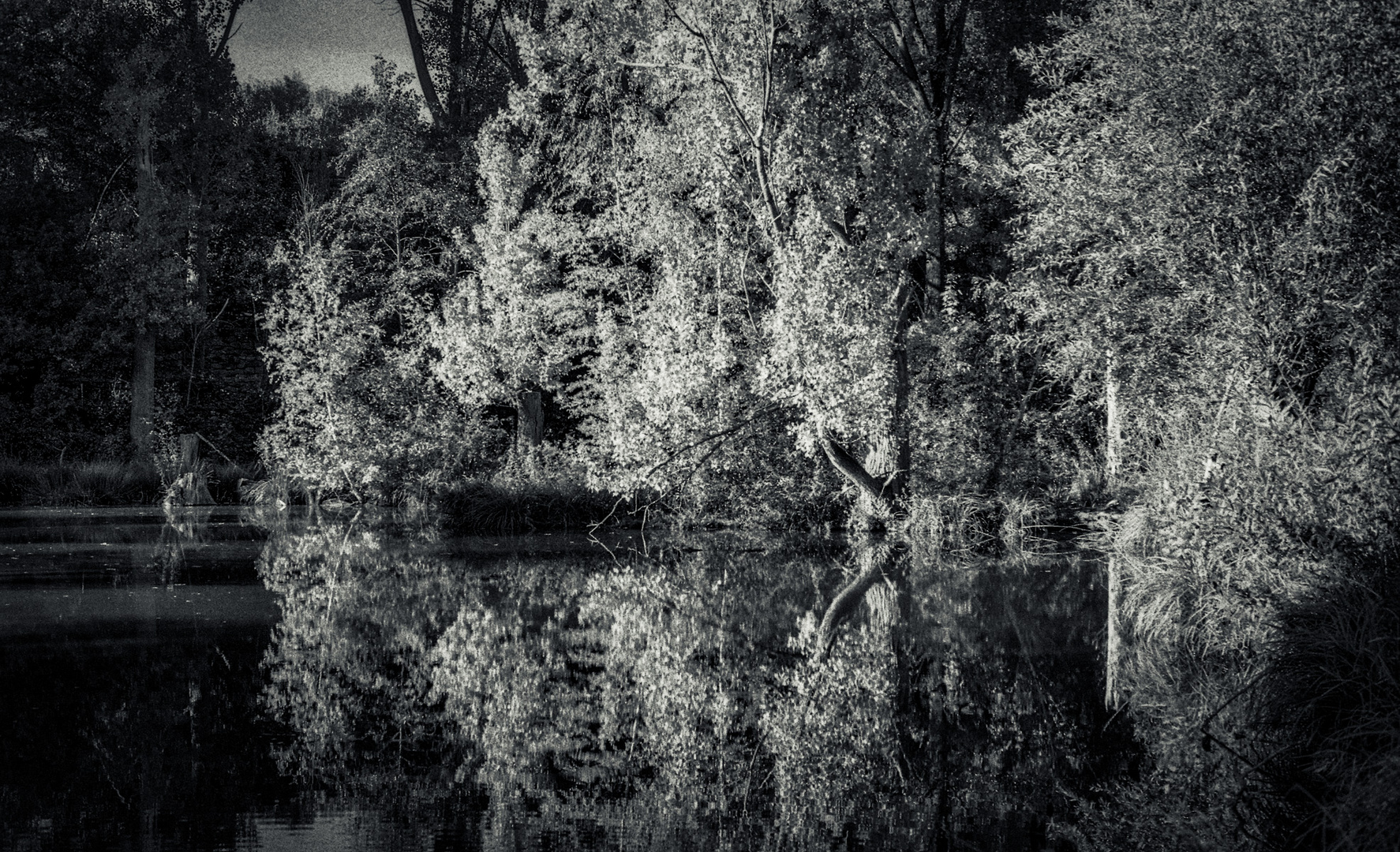 Am See / Wasserspiegelung