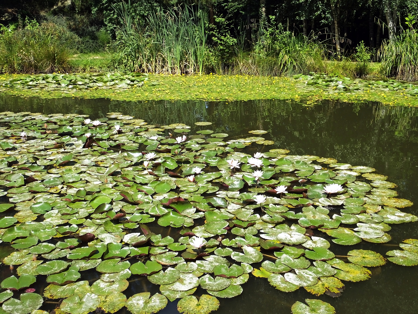 Am Seerosen Teich Foto & Bild park, teich, natur Bilder auf