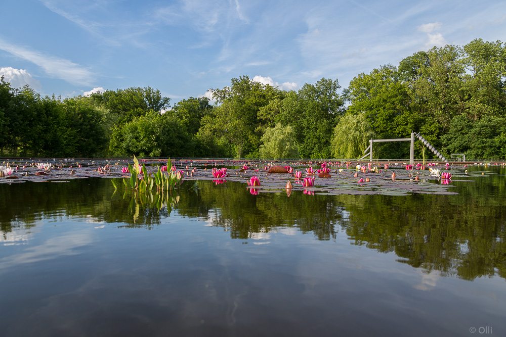 Am Seerosen Teich