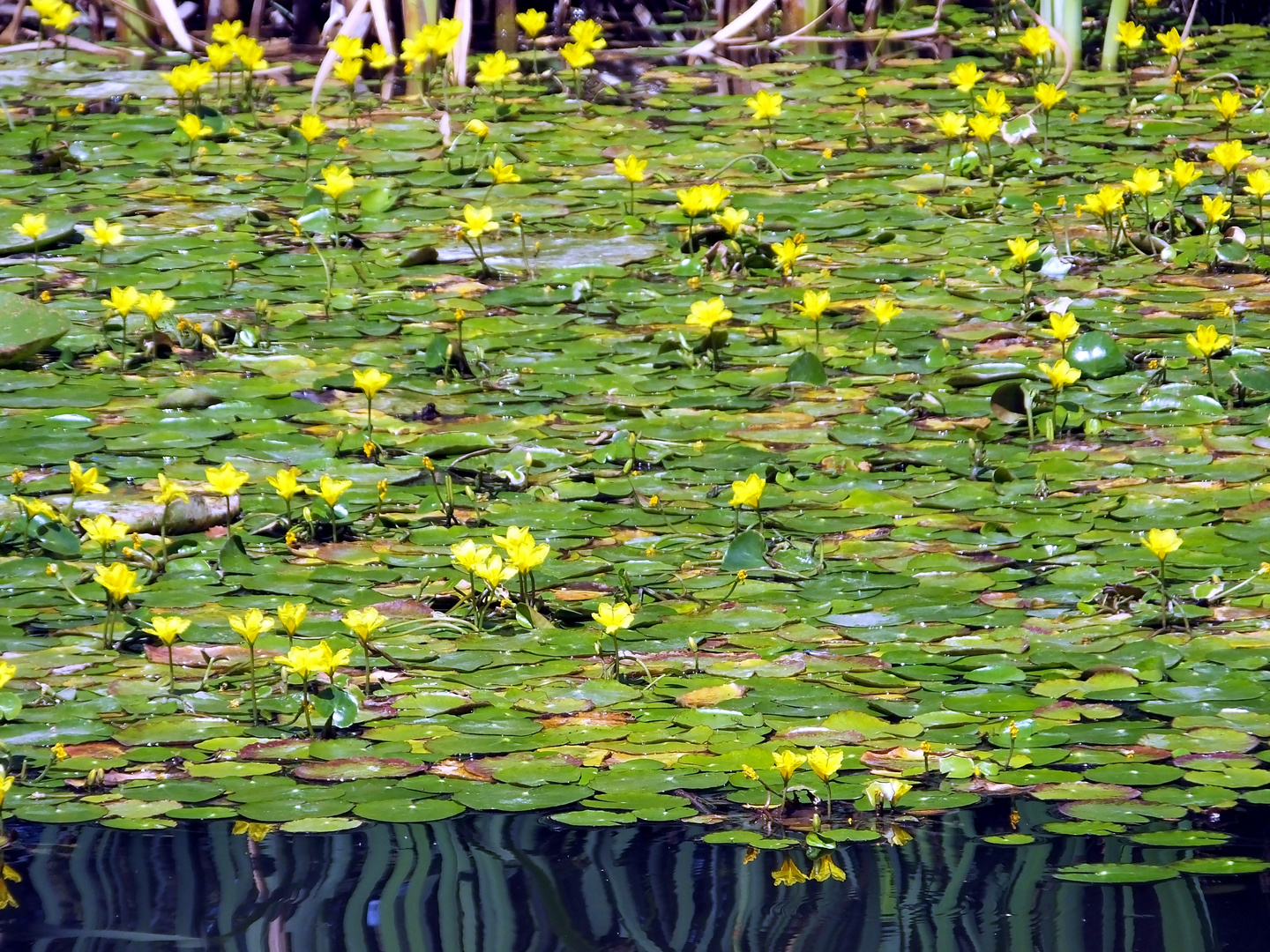 am Seerosenteich 3