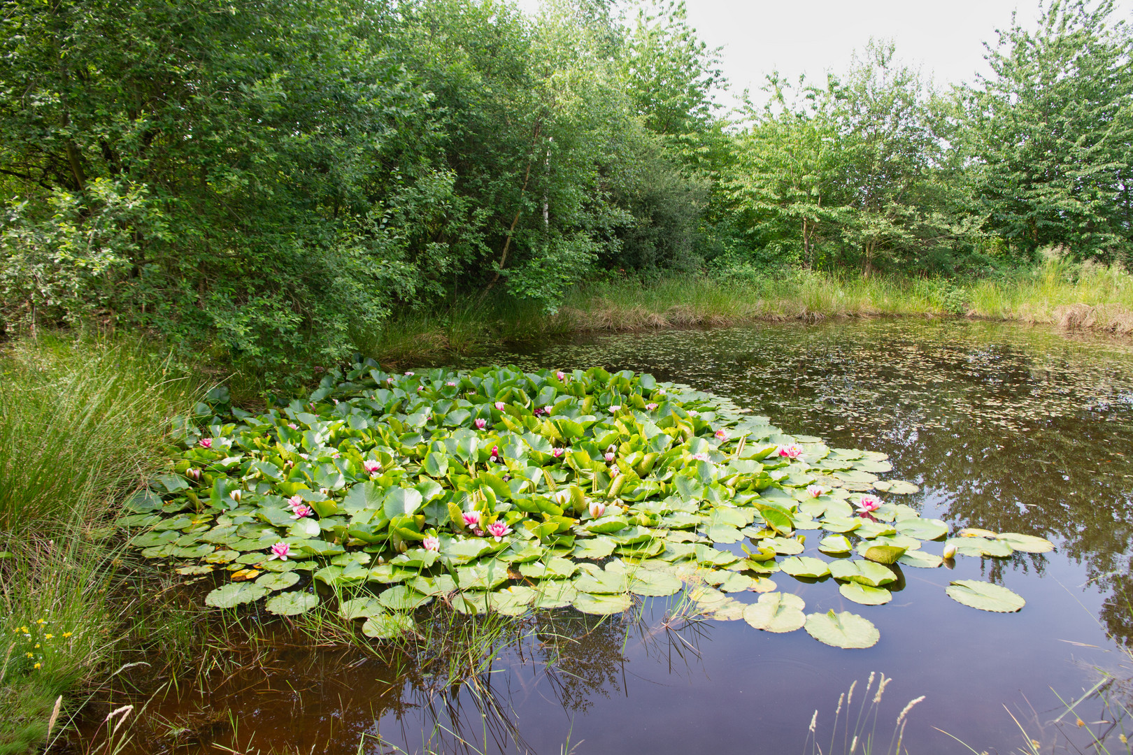 Am Seerosenteich