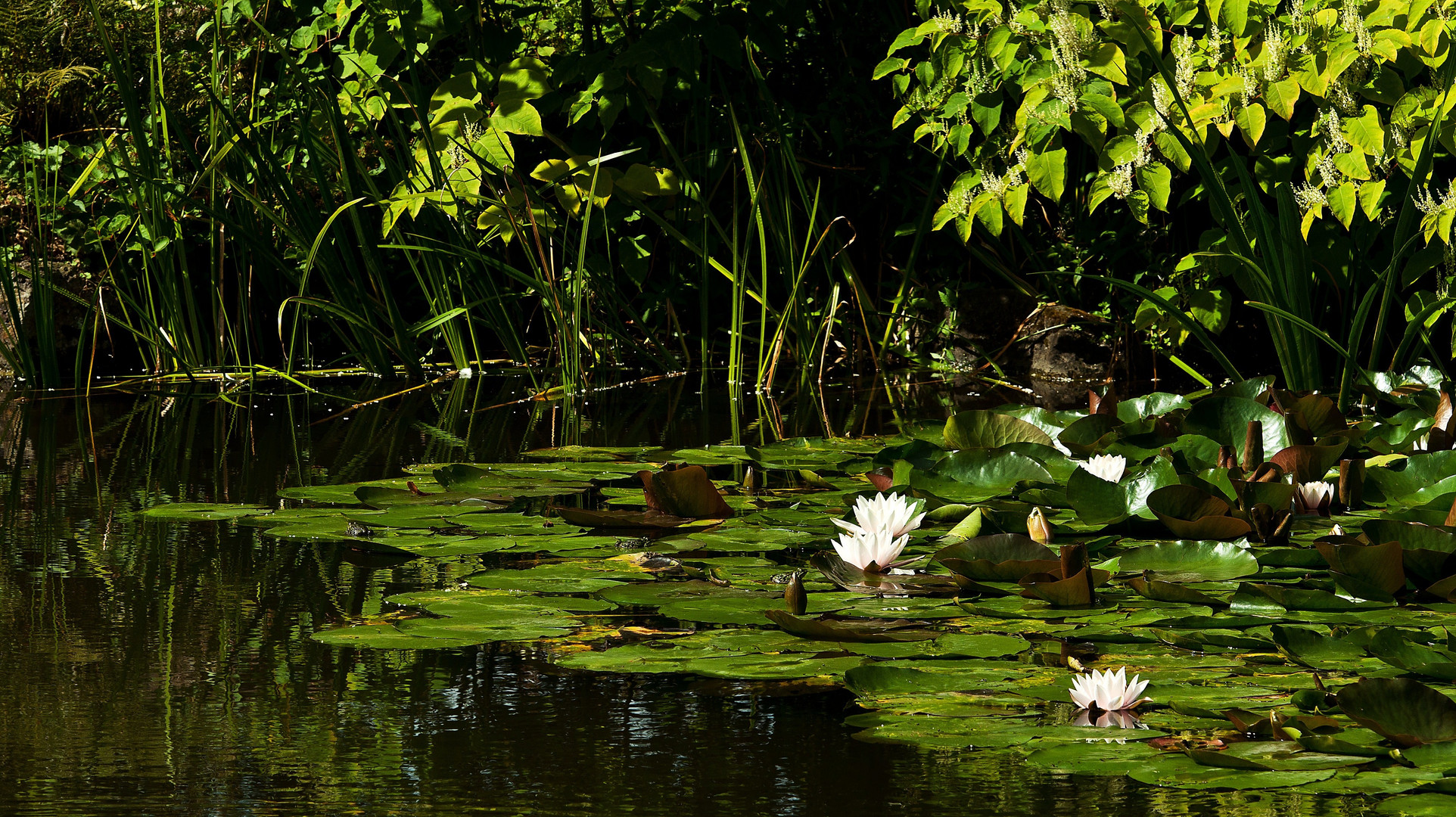 Am Seerosenteich