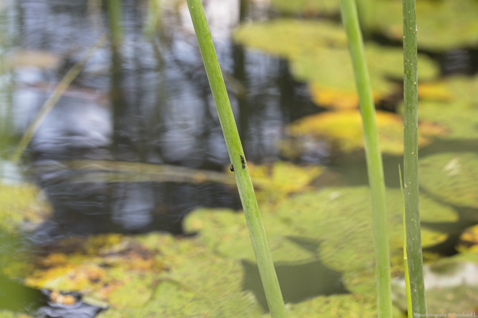 Am  Seerosenteich