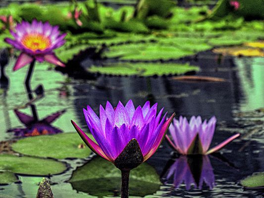 AM SEEROSENTEICH.....