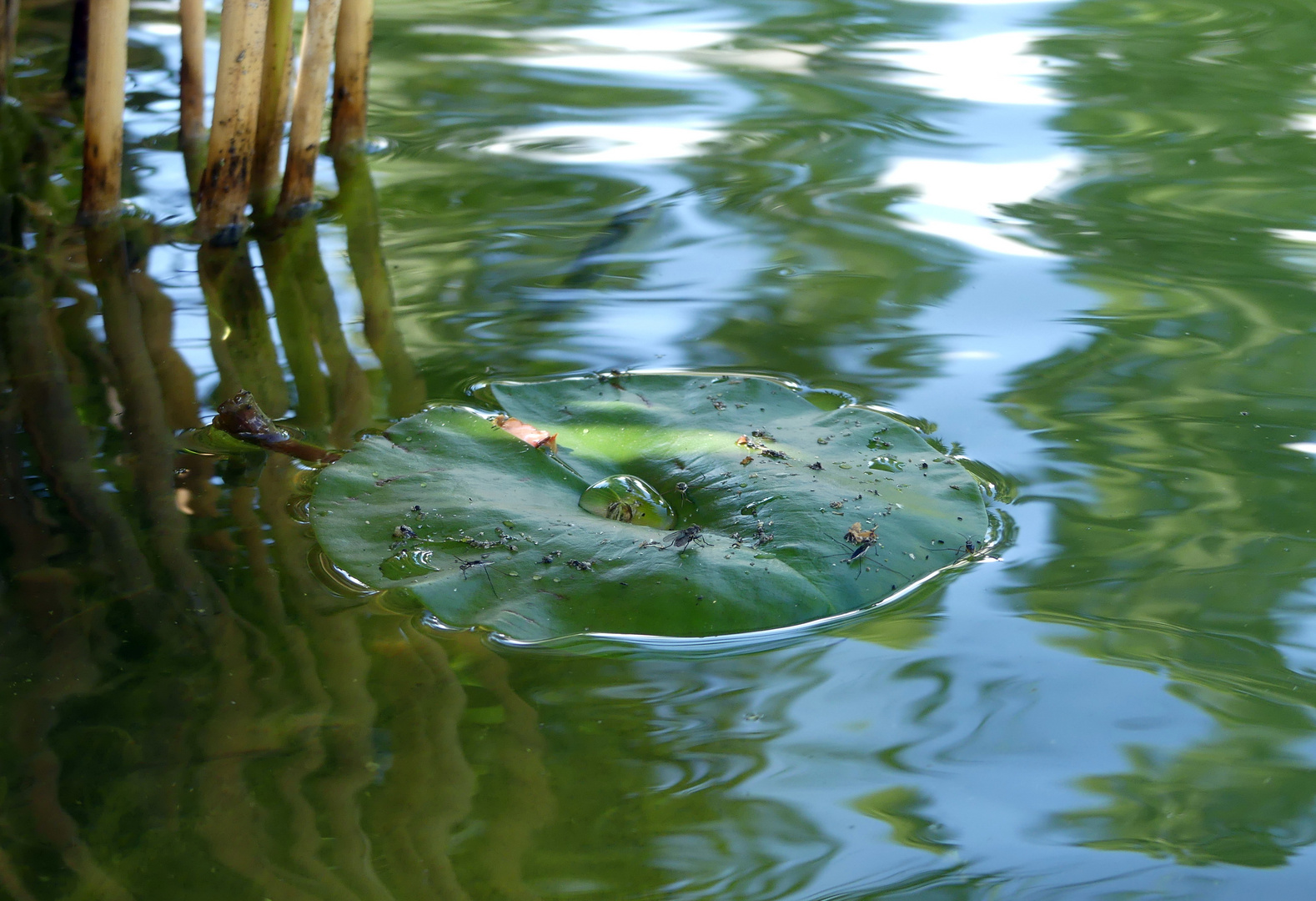 Am Seerosenteich