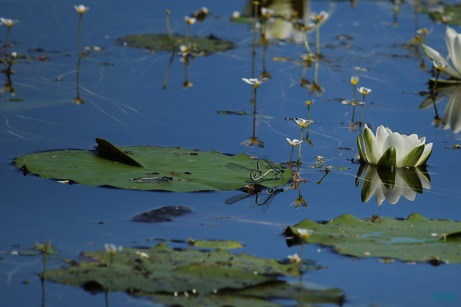 Am Seerosenteich mit Libellenrad!