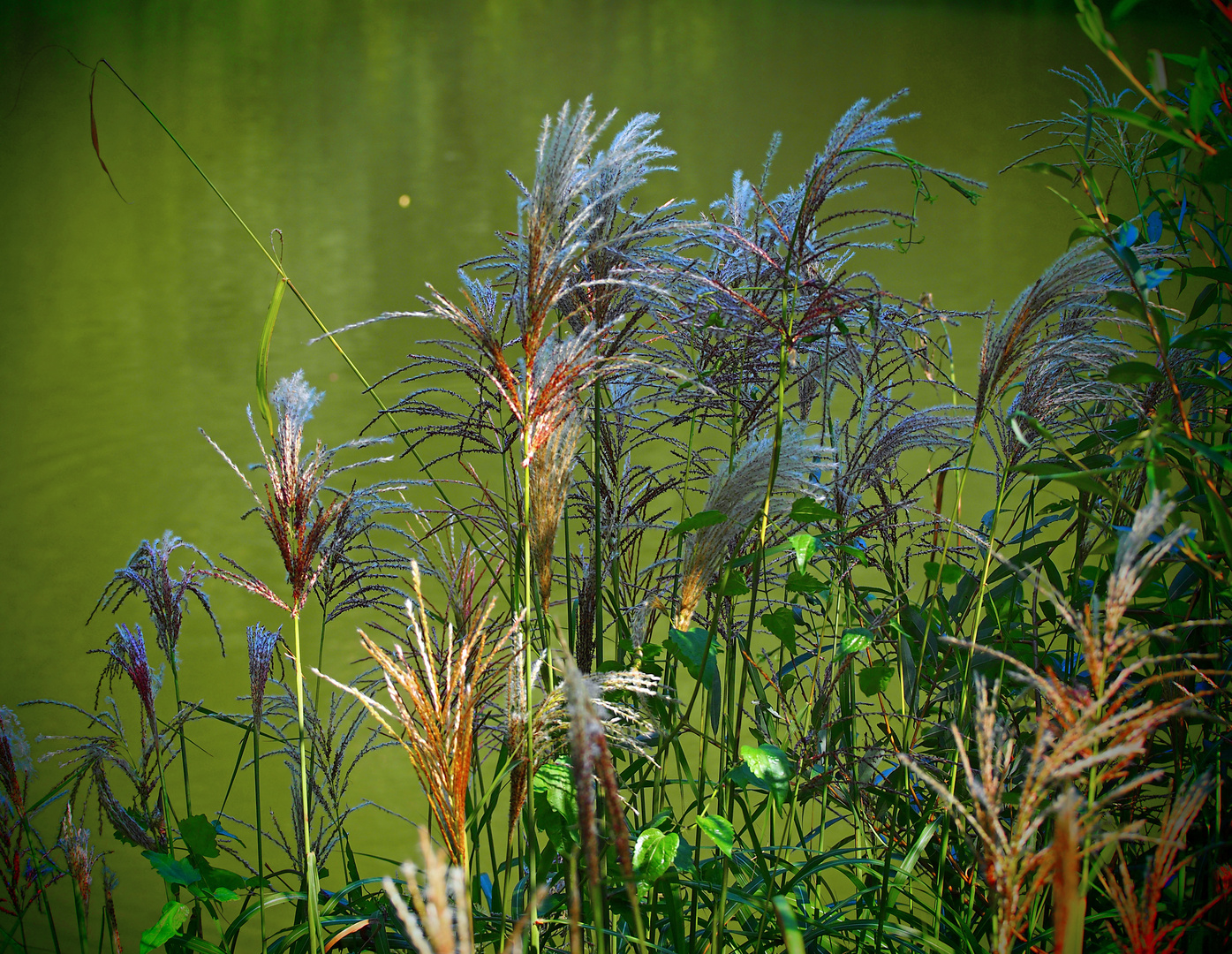 am seeteich