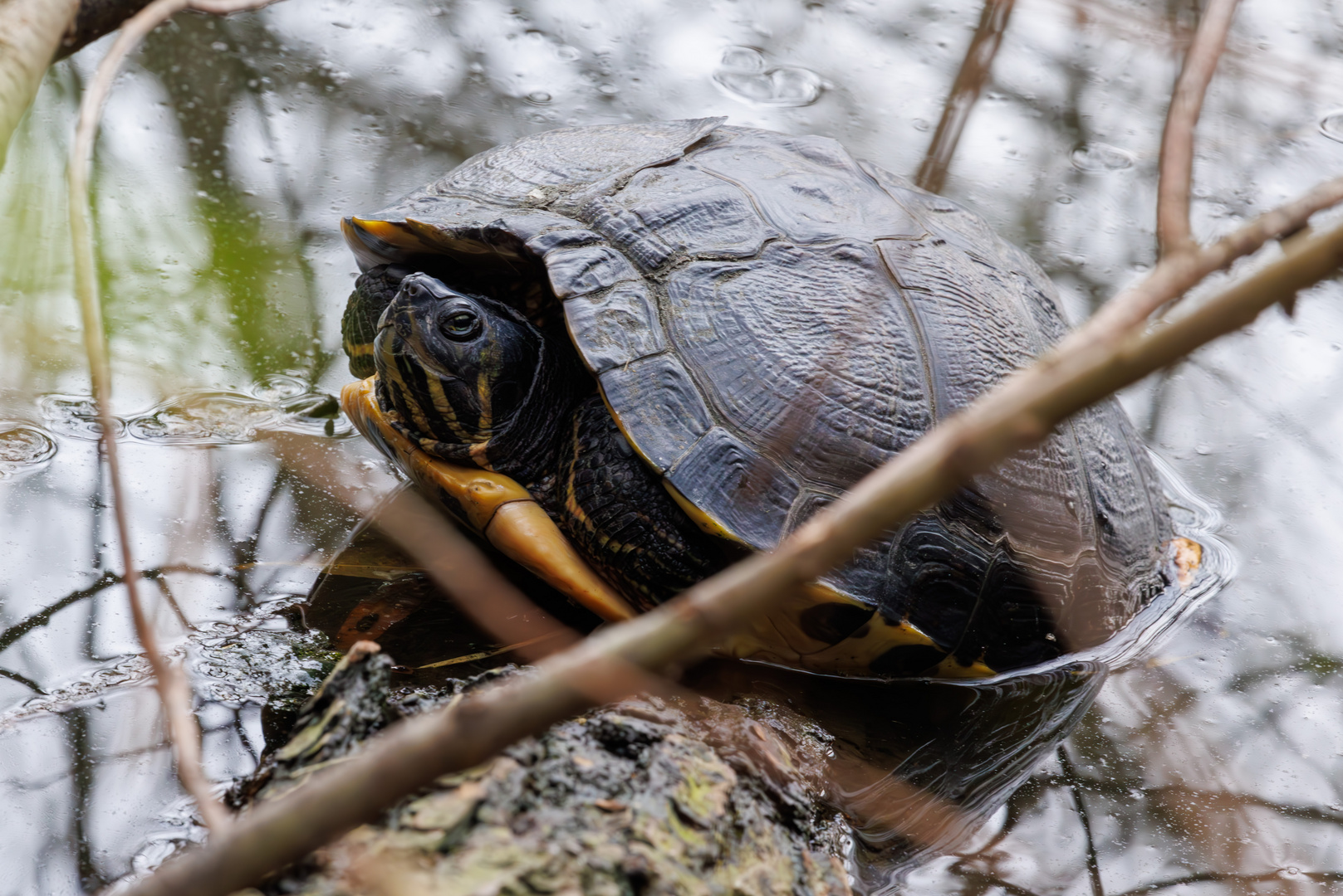 Am Seggeluchbecken heute eine Wasserschildkröte