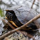 Am Seggeluchbecken heute eine Wasserschildkröte